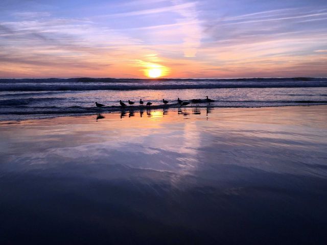 Birds at sunset. Credit: Brian Wolf