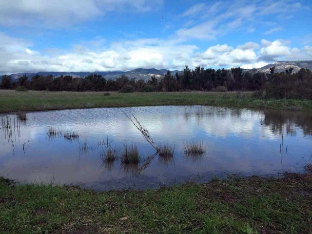 Ellwood vernal pool. Credit: Brian Wolf